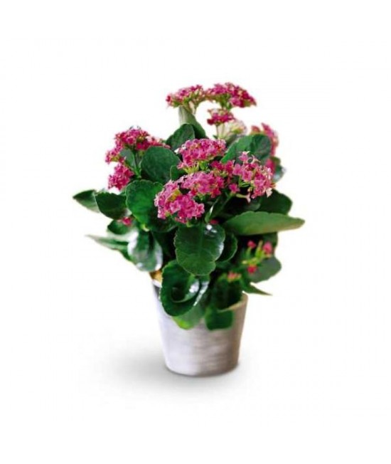 The Kalanchoe